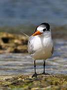 Lesser Crested Tern