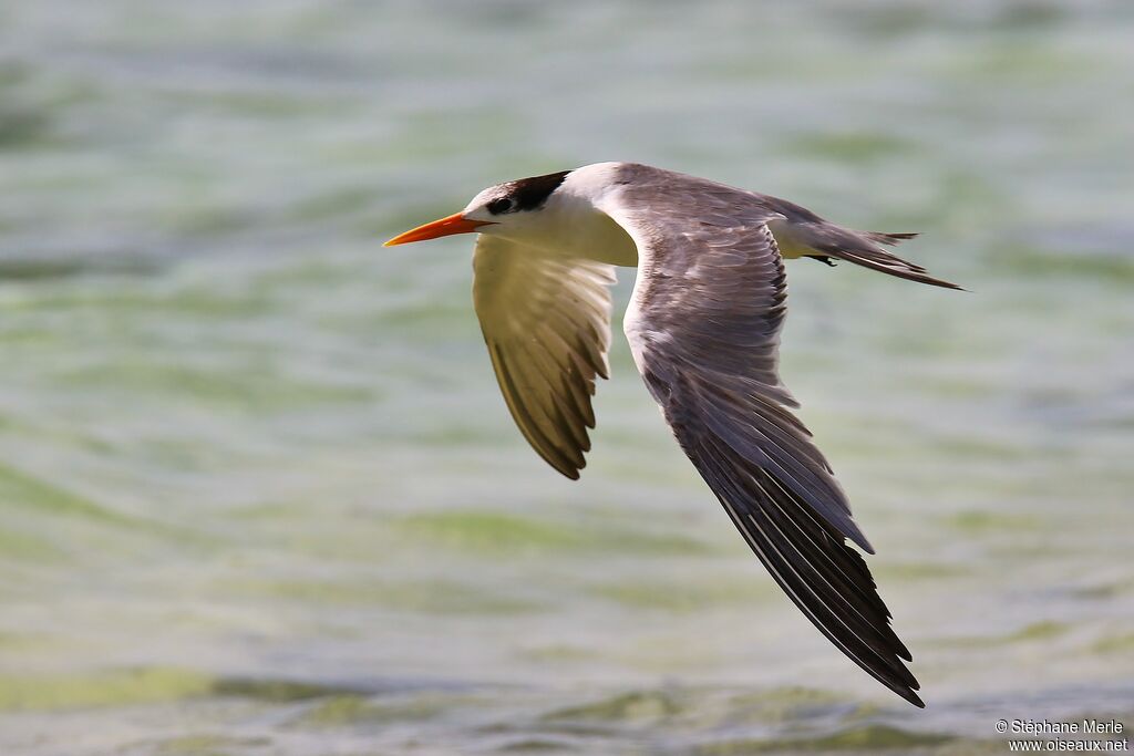 Lesser Crested Ternadult
