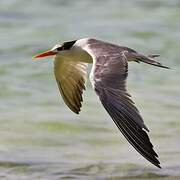 Lesser Crested Tern