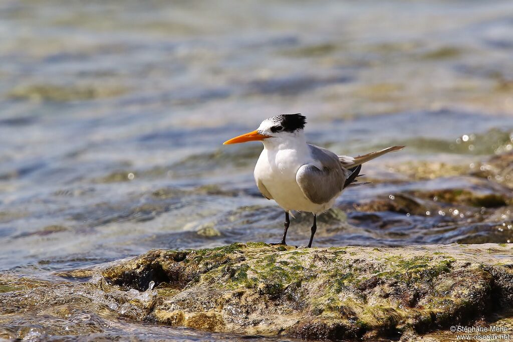 Lesser Crested Tern