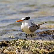 Lesser Crested Tern