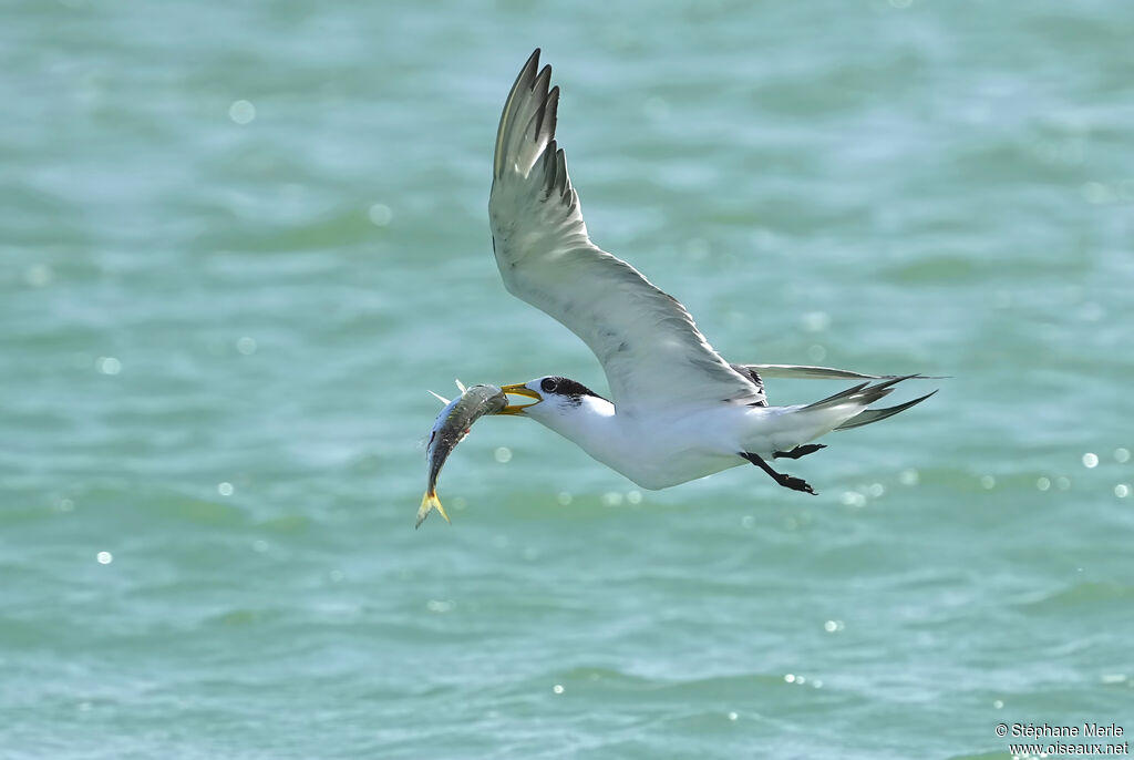 Lesser Crested Tern