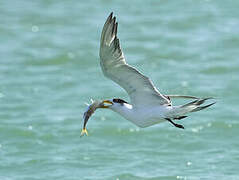 Lesser Crested Tern