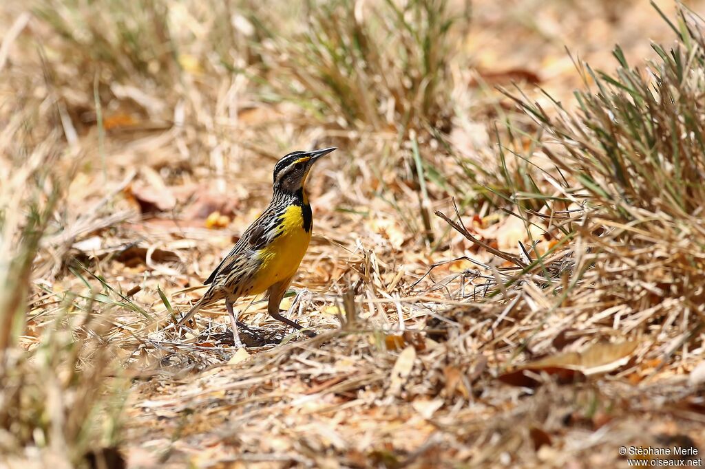 Eastern Meadowlarkadult