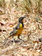 Eastern Meadowlark