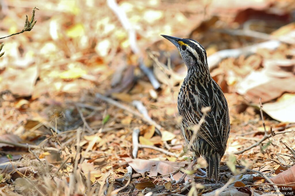 Eastern Meadowlark