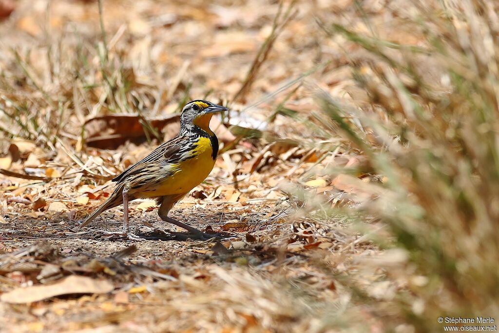 Eastern Meadowlark