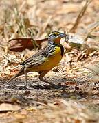 Eastern Meadowlark