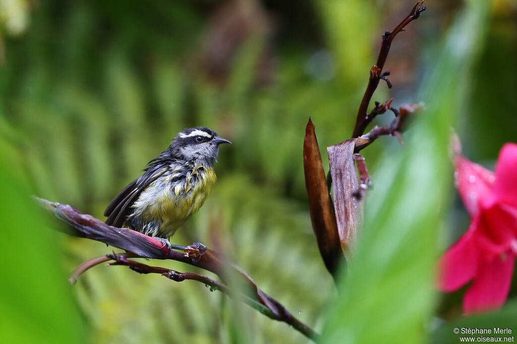 Bananaquitadult