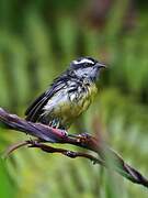 Bananaquit