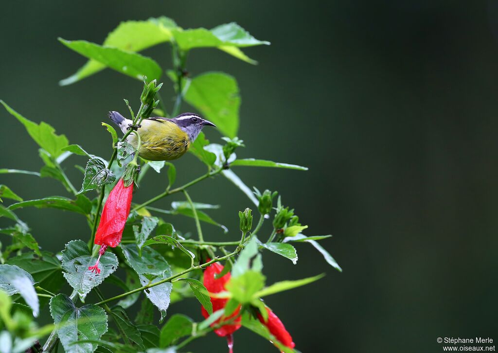 Bananaquitadult