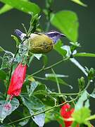 Bananaquit