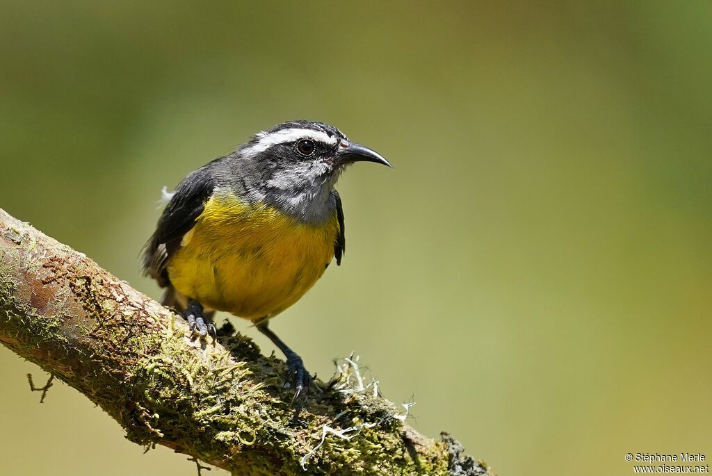 Bananaquitadult