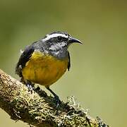 Bananaquit