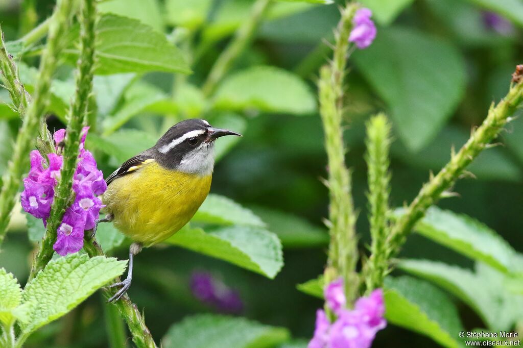 Bananaquitadult