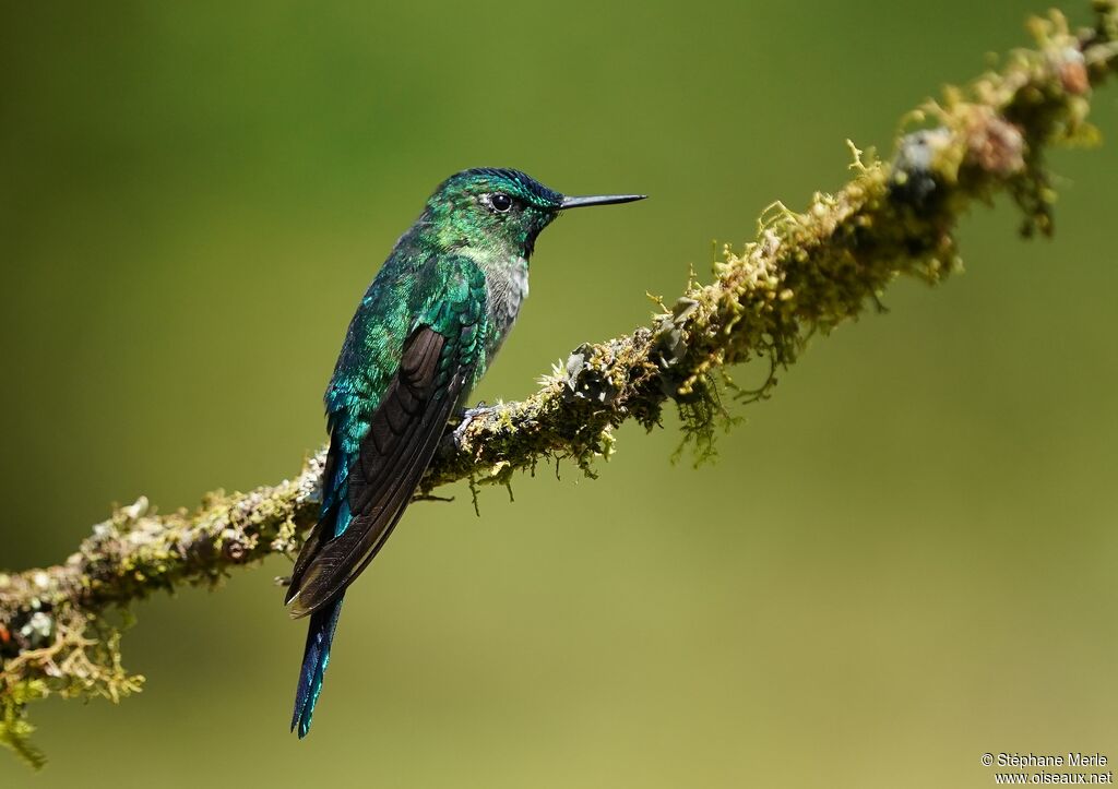 Long-tailed Sylph female adult