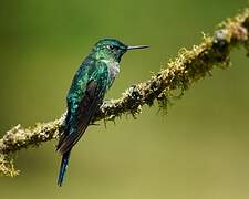 Long-tailed Sylph