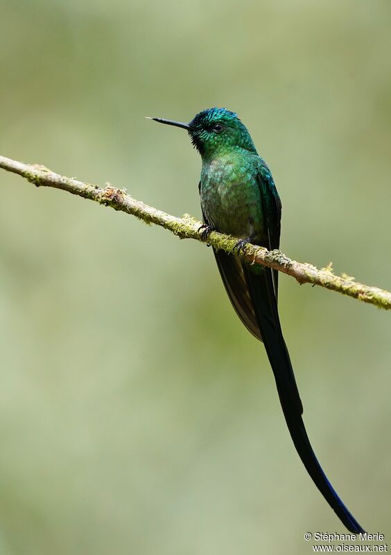 Long-tailed Sylph male adult