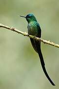 Long-tailed Sylph