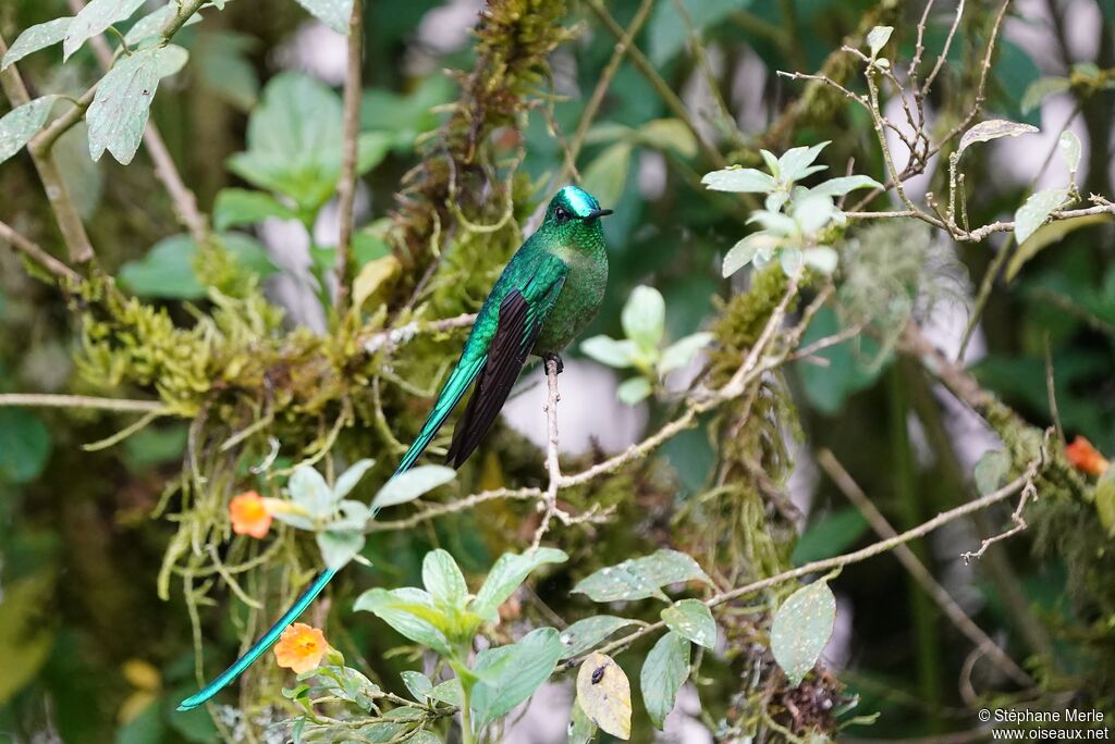 Long-tailed Sylph male adult