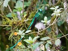 Long-tailed Sylph