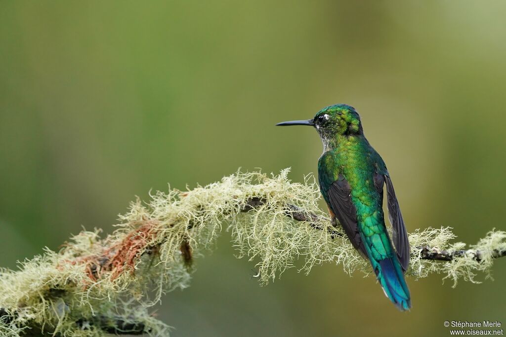 Long-tailed Sylph female adult