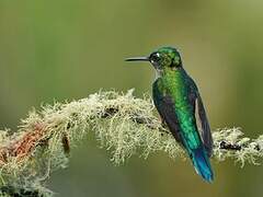 Long-tailed Sylph