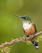 Violet-tailed Sylph