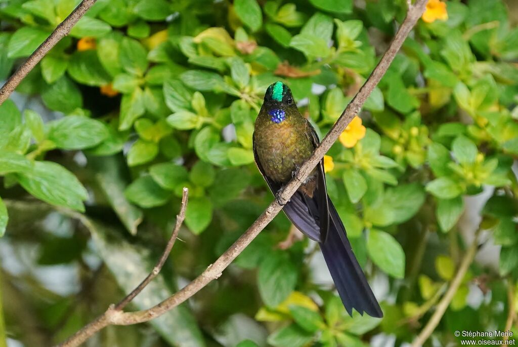 Violet-tailed Sylph male adult