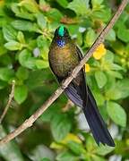 Violet-tailed Sylph