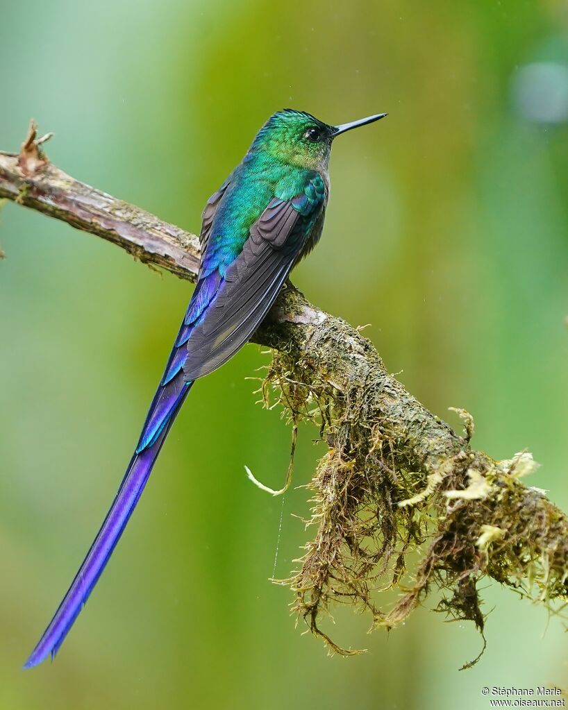 Violet-tailed Sylph male adult