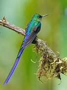 Violet-tailed Sylph