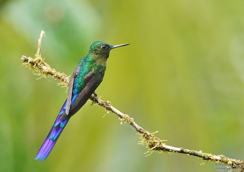 Violet-tailed Sylph