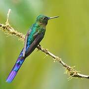 Violet-tailed Sylph