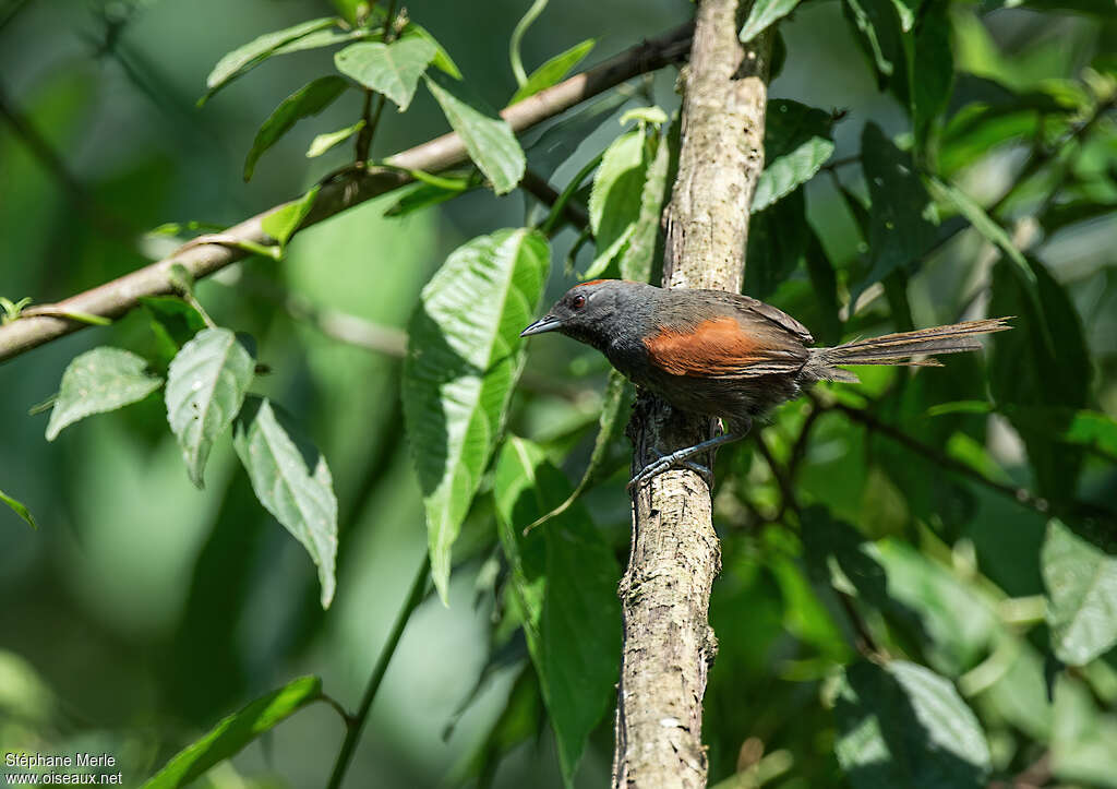 Slaty Spinetailadult, identification