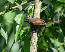 Slaty Spinetail