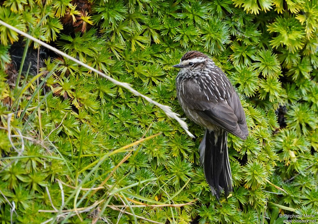 Andean Tit-Spinetailadult