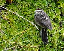 Andean Tit-Spinetail