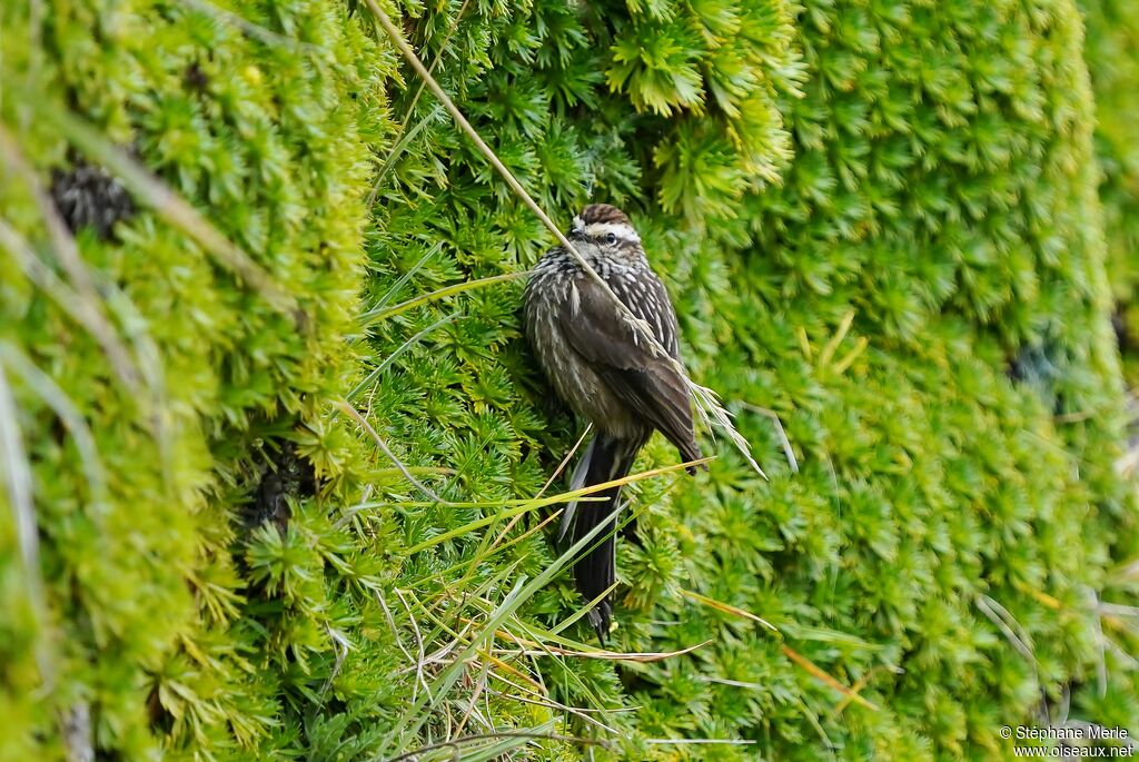 Andean Tit-Spinetailadult