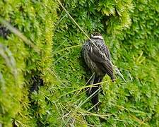 Andean Tit-Spinetail