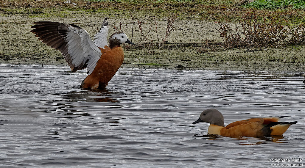 South African Shelduckadult