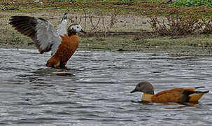 South African Shelduck