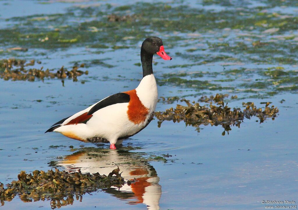 Common Shelduckadult