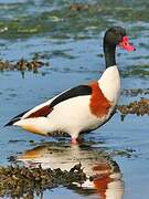 Common Shelduck