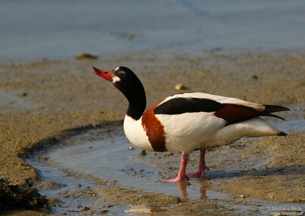 Tadorne de Belonimmature