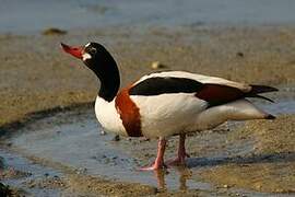 Common Shelduck