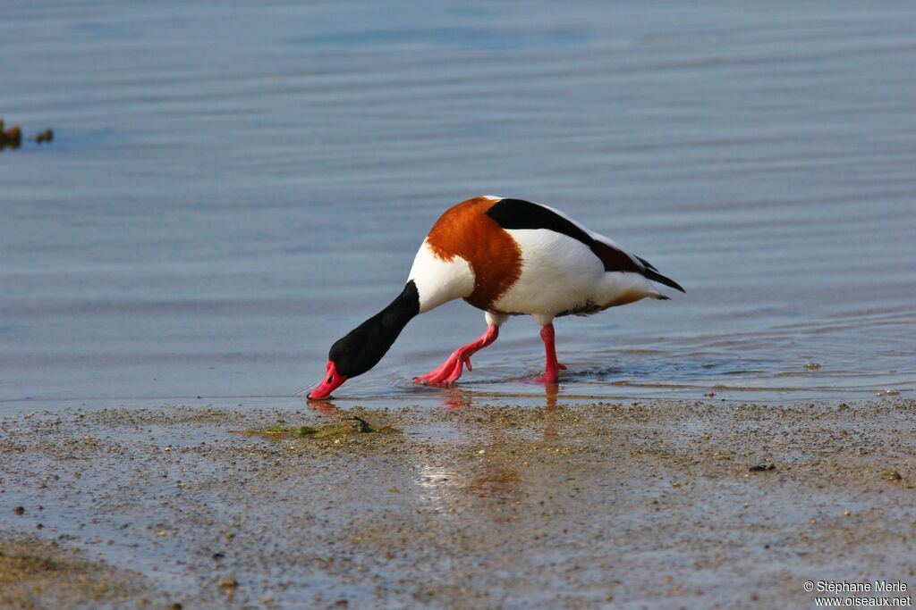 Common Shelduck