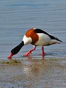 Common Shelduck