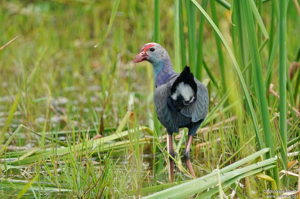 Grey-headed Swamphenadult