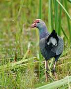 Grey-headed Swamphen